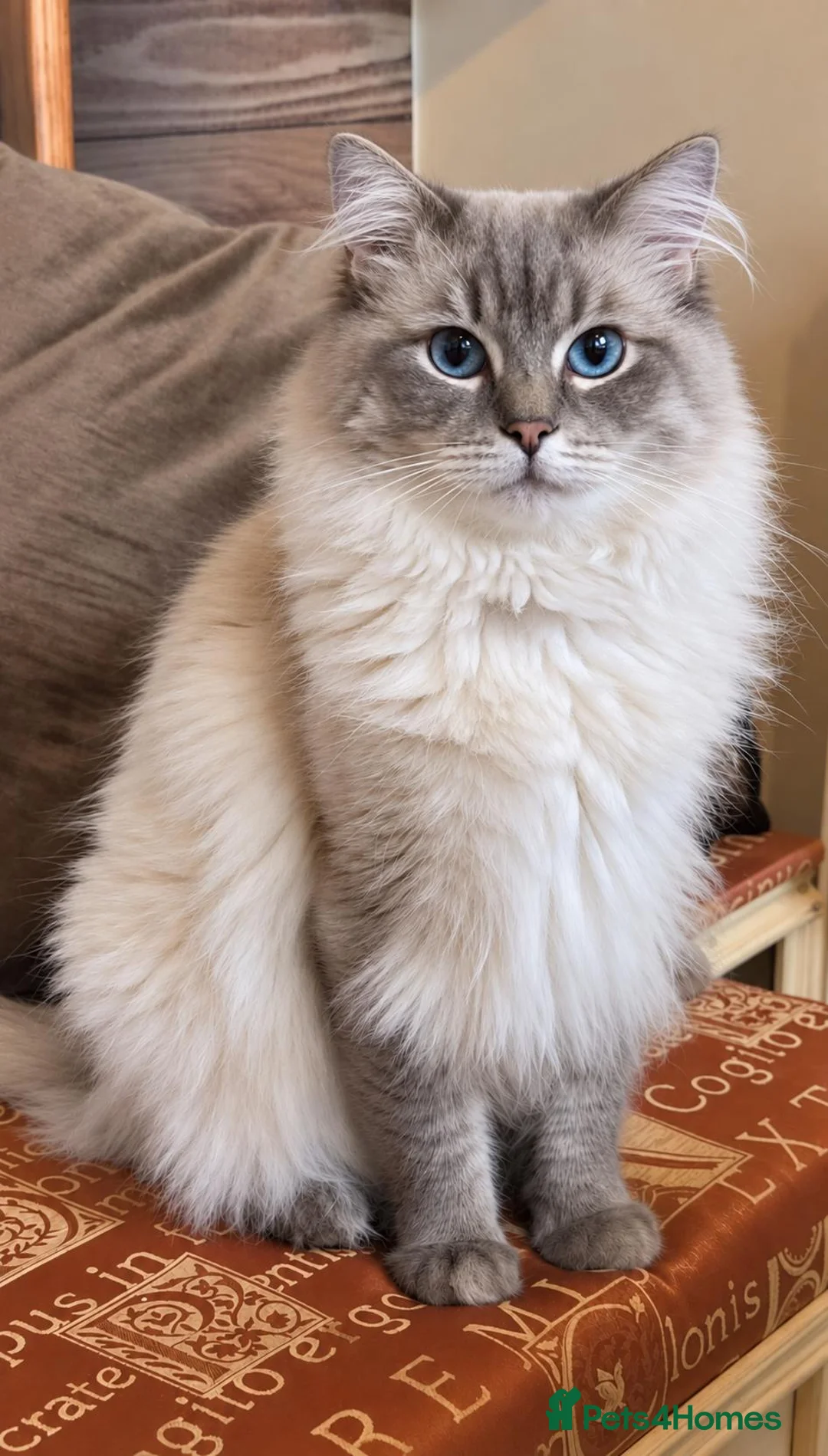 Ragdoll cats for stud: *stud*Gccf & tica entire active bluepoint ragdoll - Advert 1