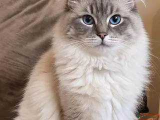Ragdoll cats *stud*Gccf & tica entire active bluepoint ragdoll - Advert 2