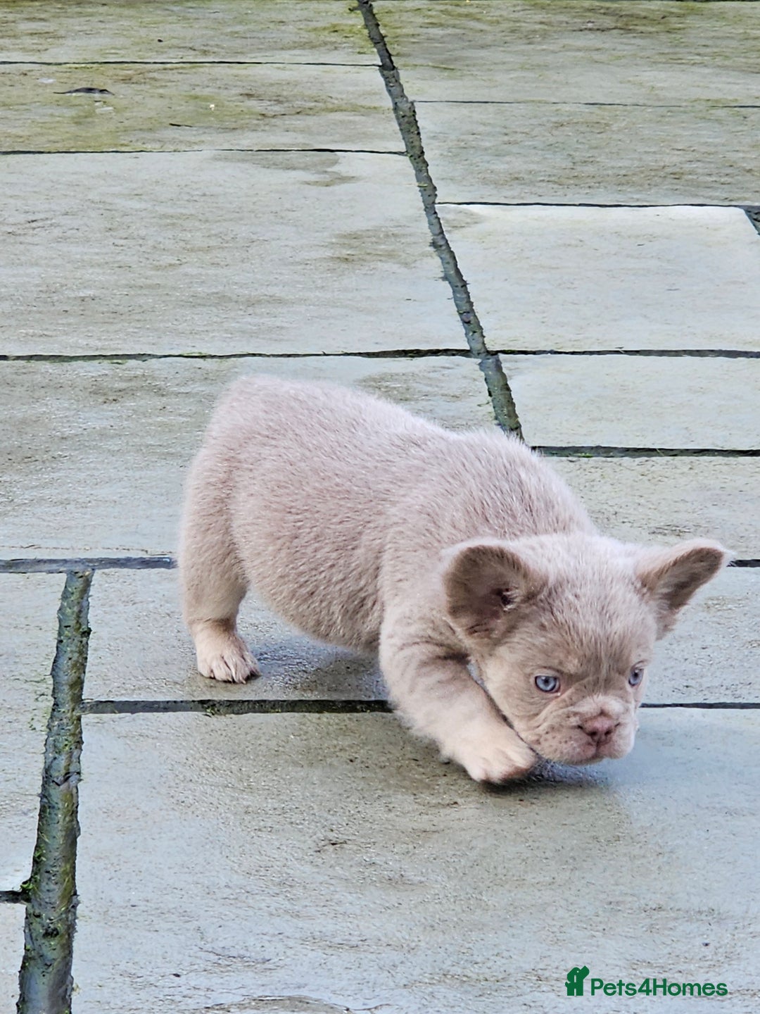French Bulldog dogs for sale: French bulldog pups isabella and tan fluffy  - Advert 9