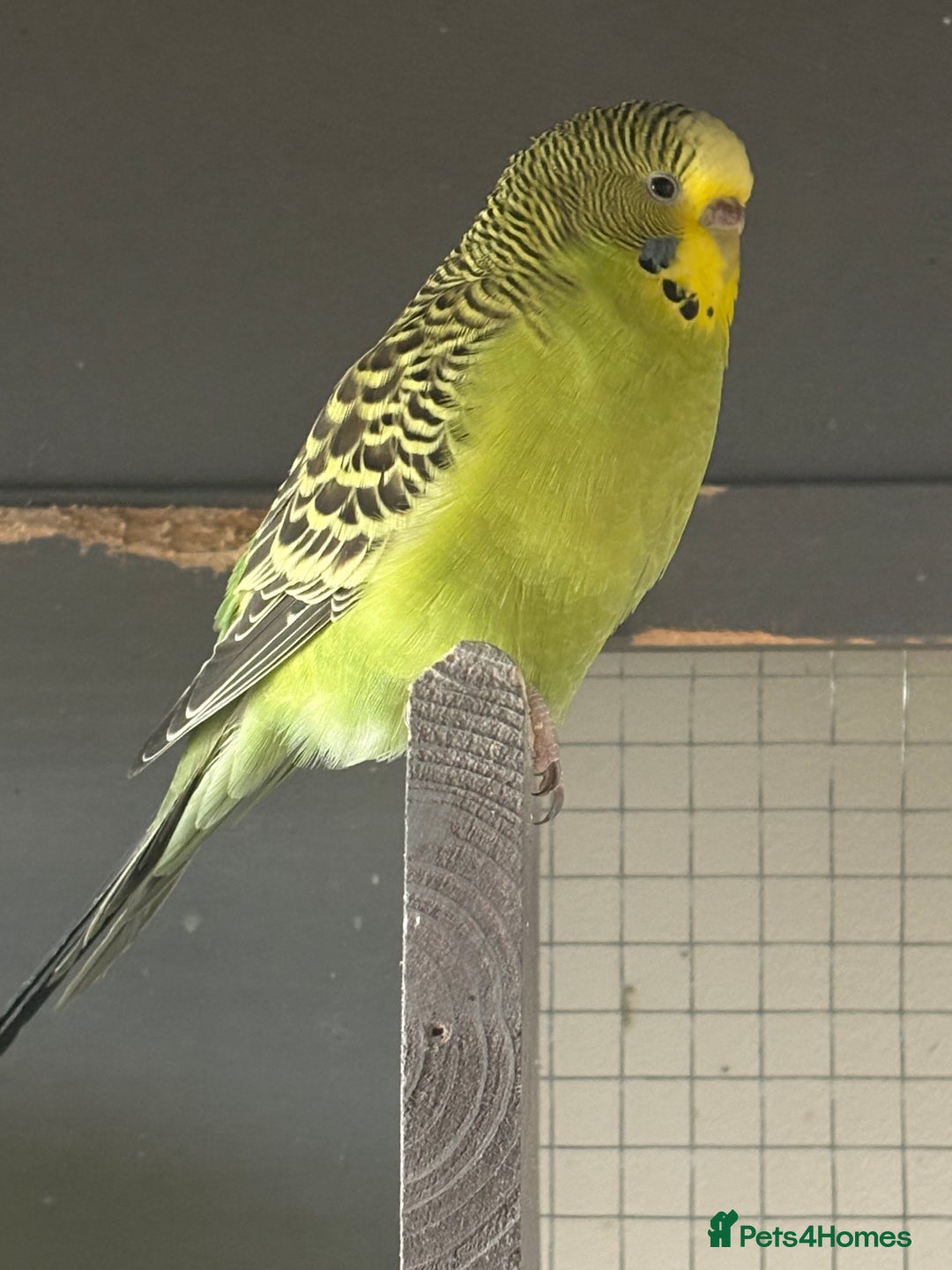 Budgerigars birds for sale: Budgies for sale - Image 16