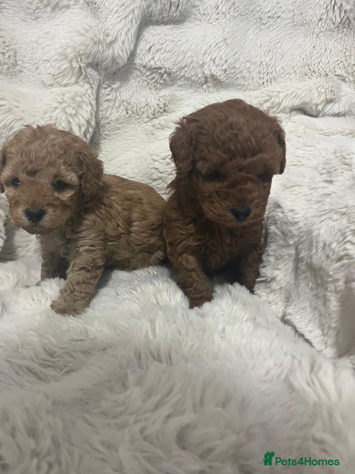 Toy Poodle dogs Toy poodle puppies - Advert 1