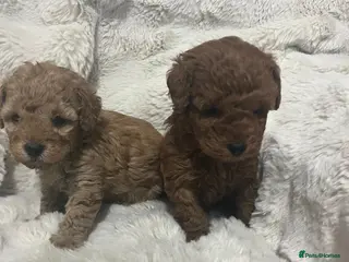 Toy Poodle dogs Toy poodle puppies - Advert 11