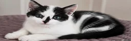 British Shorthair cats for sale: British Shorthair kittens  in Wirral - Advert 13