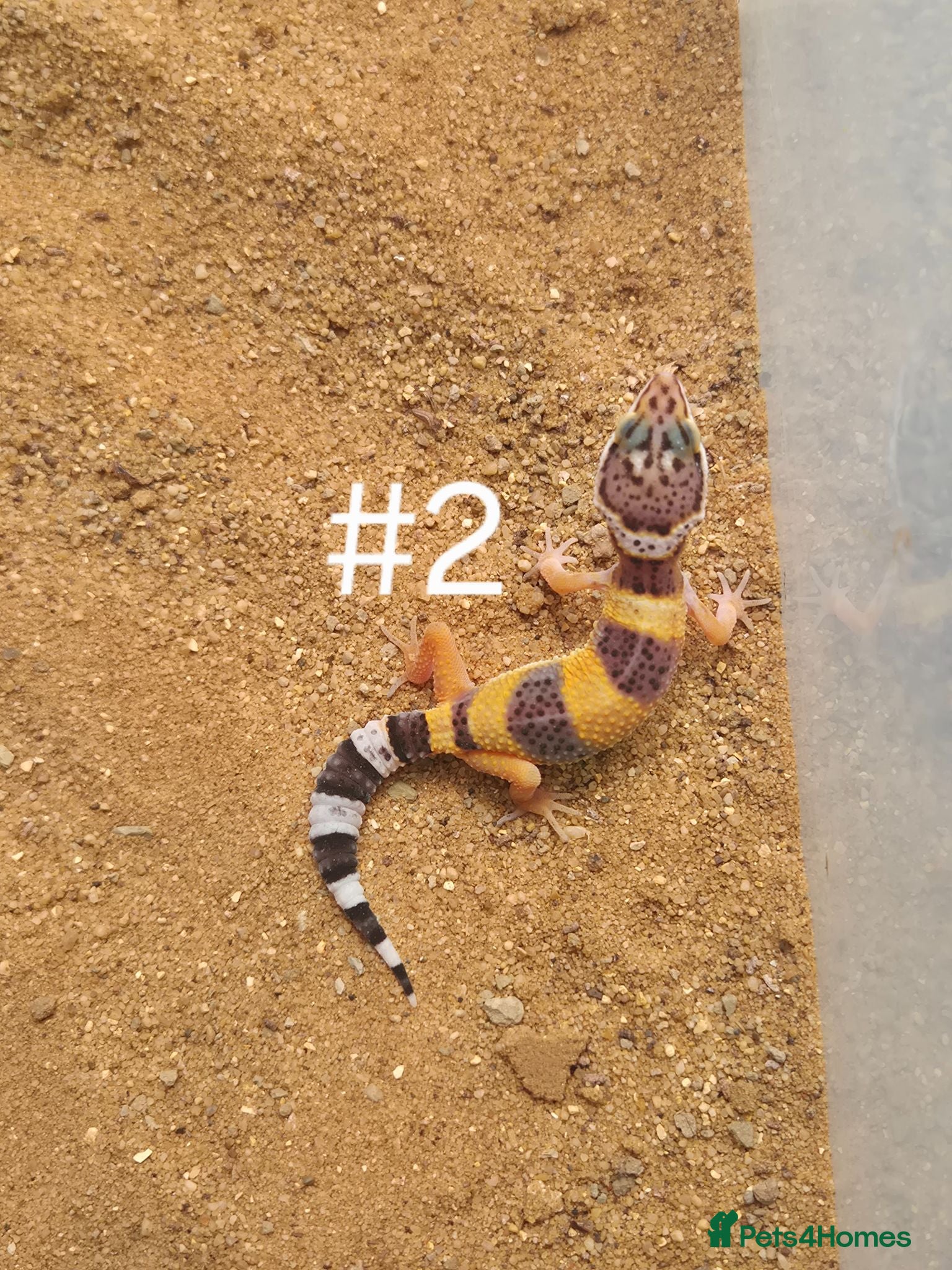 Gecko reptiles Female Leopard Geckos - Advert 2