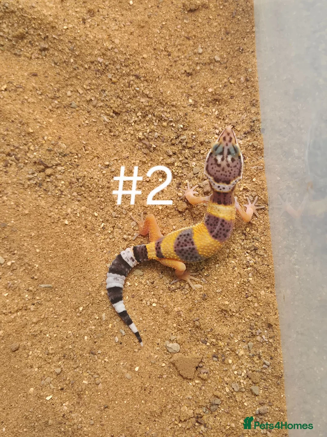 Gecko reptiles for sale: Female Leopard Geckos - Advert 2