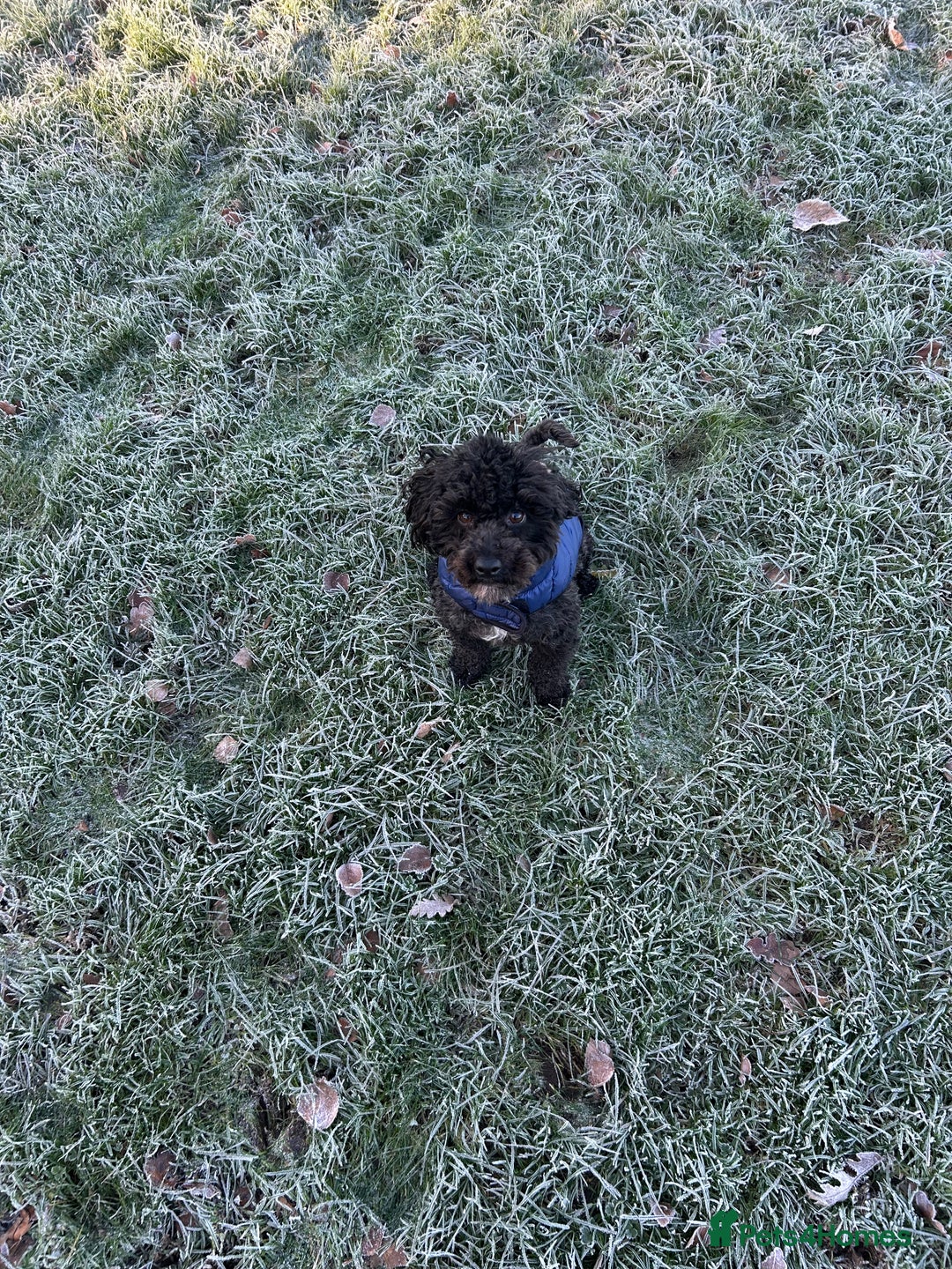 Jackapoo dogs for sale: Jackapoo - Advert 2