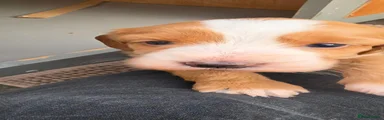 Cockapoo 6