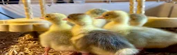 Geese poultry for sale: SEBASTOPOL GOSLINGS - READY NOW - Advert 4