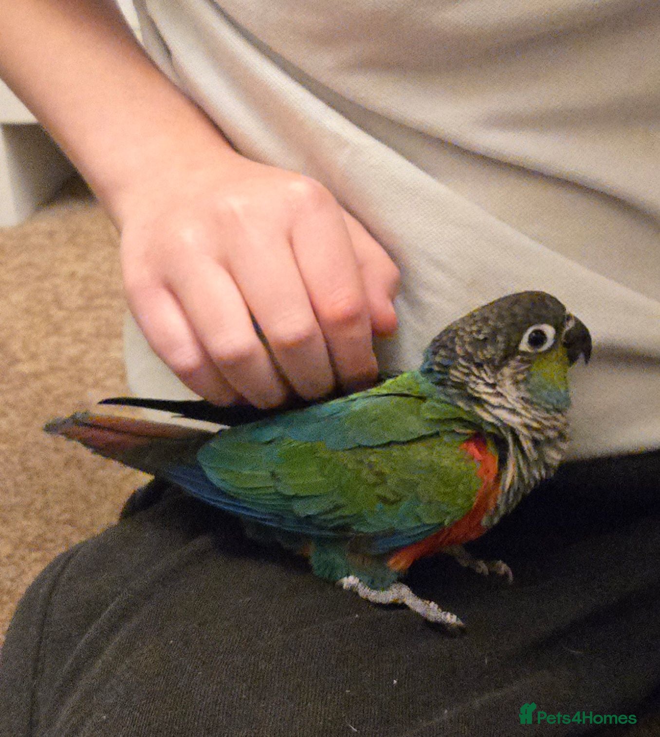 Conures birds Tame Crimson Conure - Advert 2