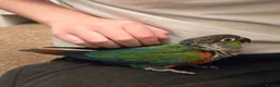 Conures birds for sale: Tame Crimson Conure - Advert 2