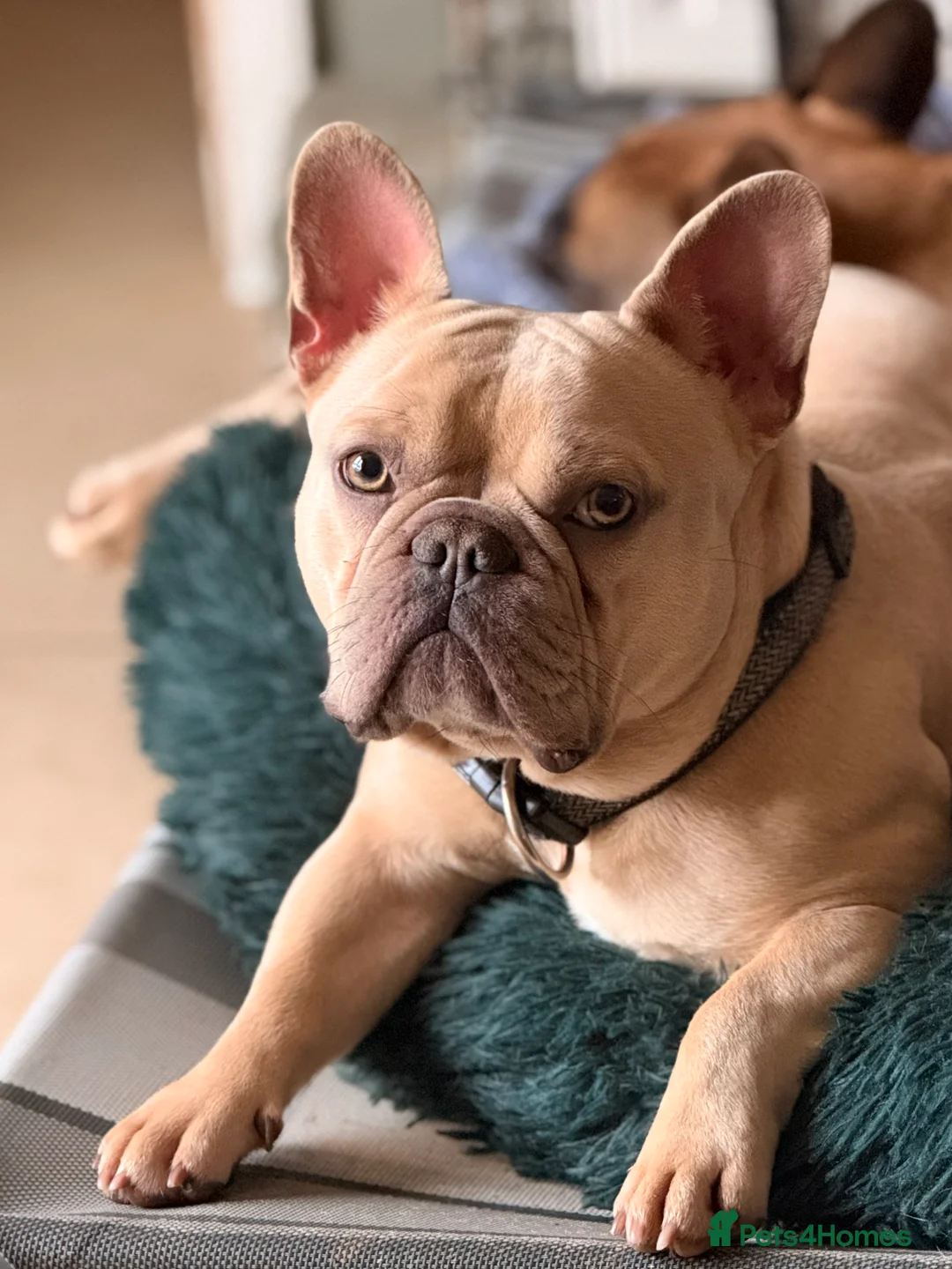 French Bulldog dogs for stud: French bulldog Stud - Advert 7