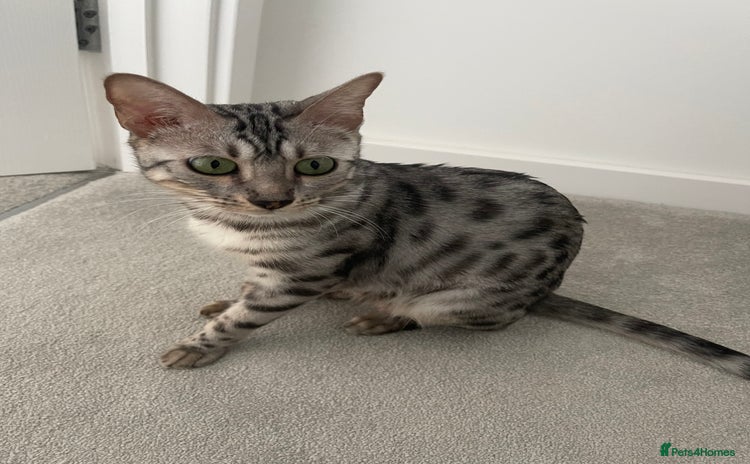 Bengal cats - Advert 1