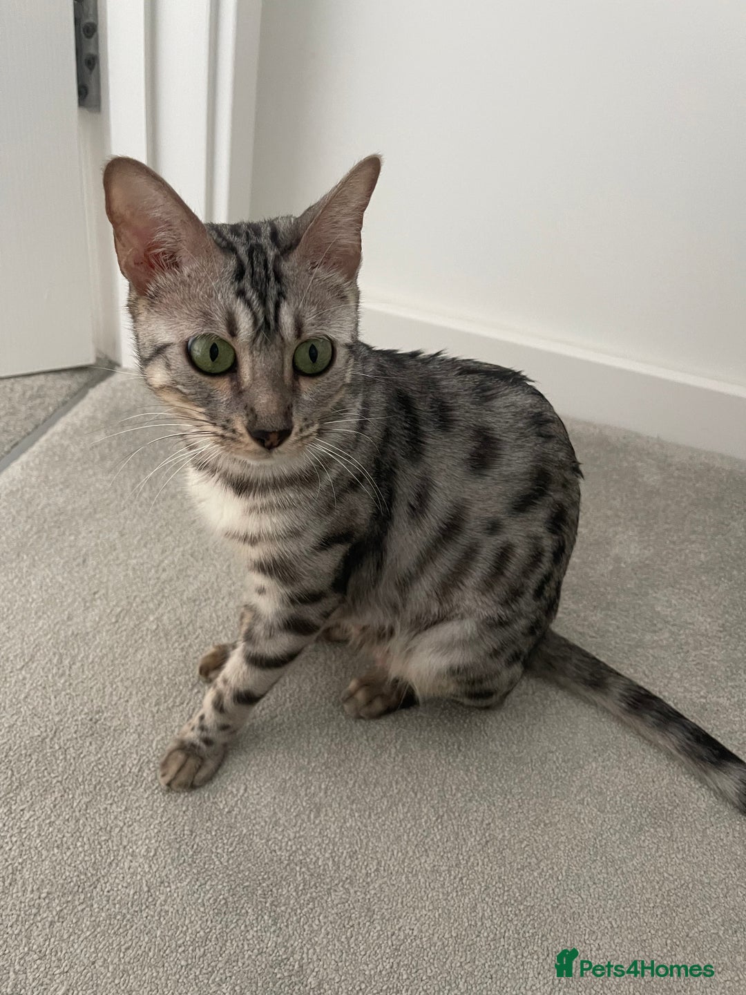 Bengal cats for sale: Female bengal cat - Image 1