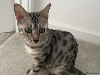 Bengal cats - Advert 31