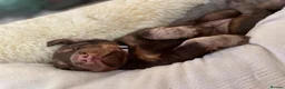 Cocker Spaniel dogs for sale: Tri working cocker spaniel girl  - Advert 10