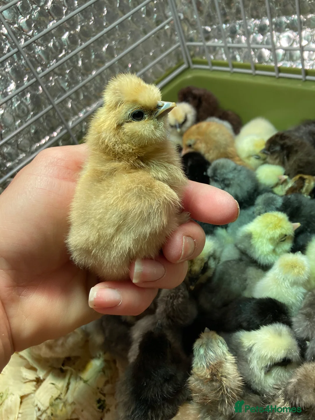 Chickens poultry for sale: Silkie bantam chicks mixed colour hatched 11/05/26 - Advert 2