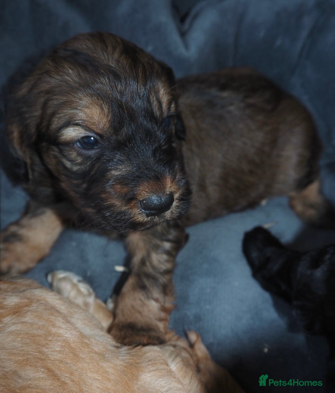 Cockapoo dogs for sale: Gorgeous cockerpoo  puppies for sale  - Image 15