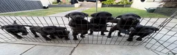 Labrador Retriever dogs for sale: 2 gorgeous boy pups left  in Pontypool - Advert 9
