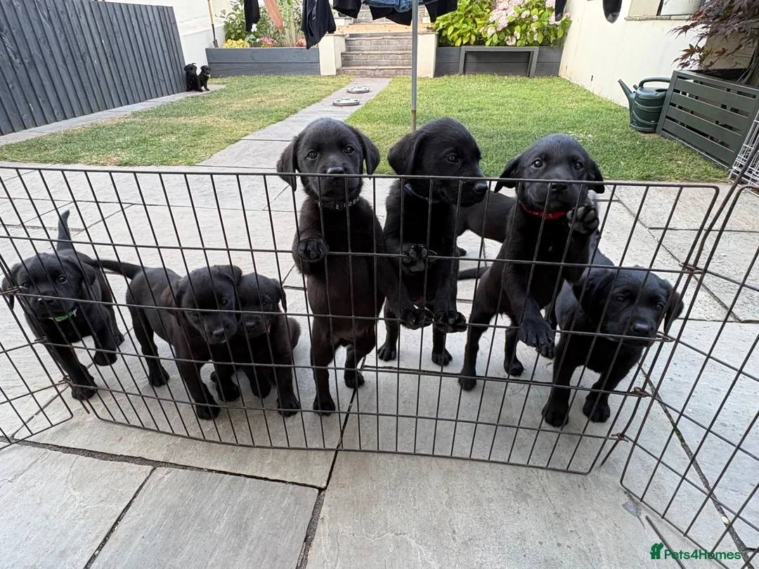 Labrador Retriever dogs for sale: 2 gorgeous boy pups left  in Pontypool - Advert 9