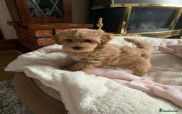 Maltipoo dogs for sale: Beautiful maltipoo puppies looking for new homes  - Image 21