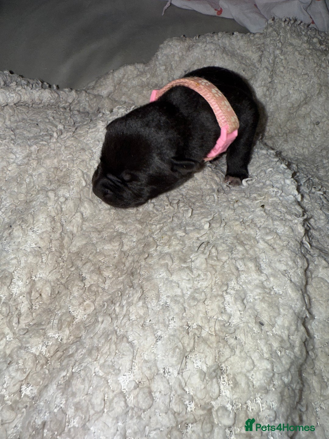 Mixed Breed dogs for sale: Cane corso mix Akita  - Image 12