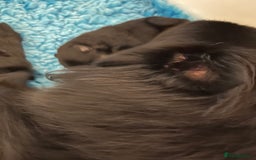 German Spitz dogs for sale: KC Registered German Spitz Mittel - Image 3
