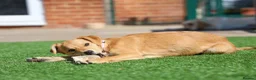 Mixed Breed dogs for adoption: Trudy - Advert 25