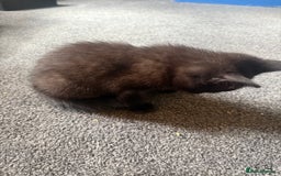 British Shorthair cats for sale: 4 x beautiful kittens available  - Image 8