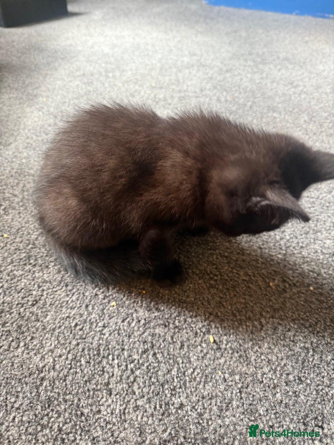 British Shorthair cats for sale: 4 x beautiful kittens available  - Image 8