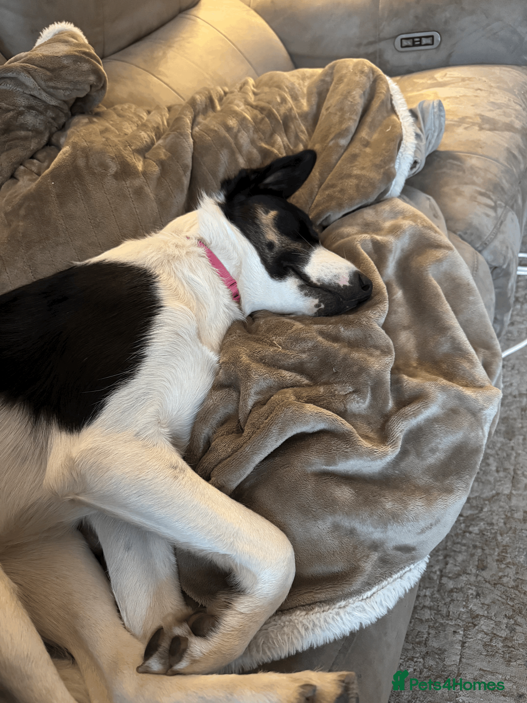 Border Collie dogs for sale: Female Border Collie 10 months old - Advert 7