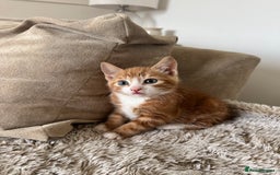 Mixed Breed cats for sale: 3 kittens for sale - Image 8