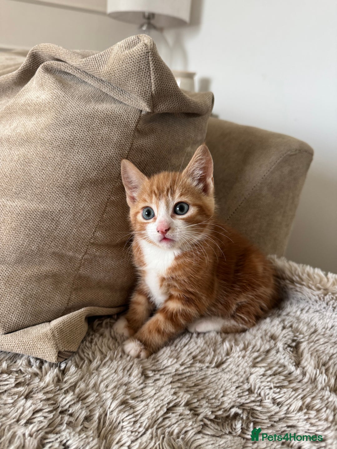 Mixed Breed cats for sale: 3 kittens for sale - Image 8