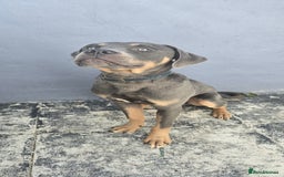 Mixed Breed dogs for sale: 9 month old Cane corso mixed breed  in Bradford - Image 3
