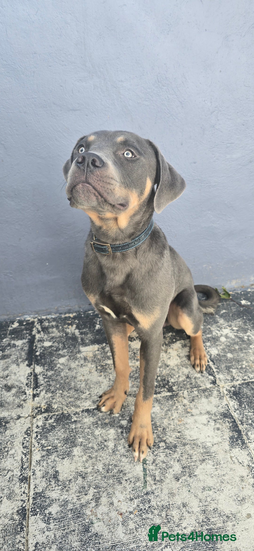 Mixed Breed dogs for sale: 9 month old Cane corso mixed breed  in Bradford - Image 3