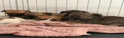 Jackshund dogs for sale: Jack Russell X Dachshund pups - Advert 5