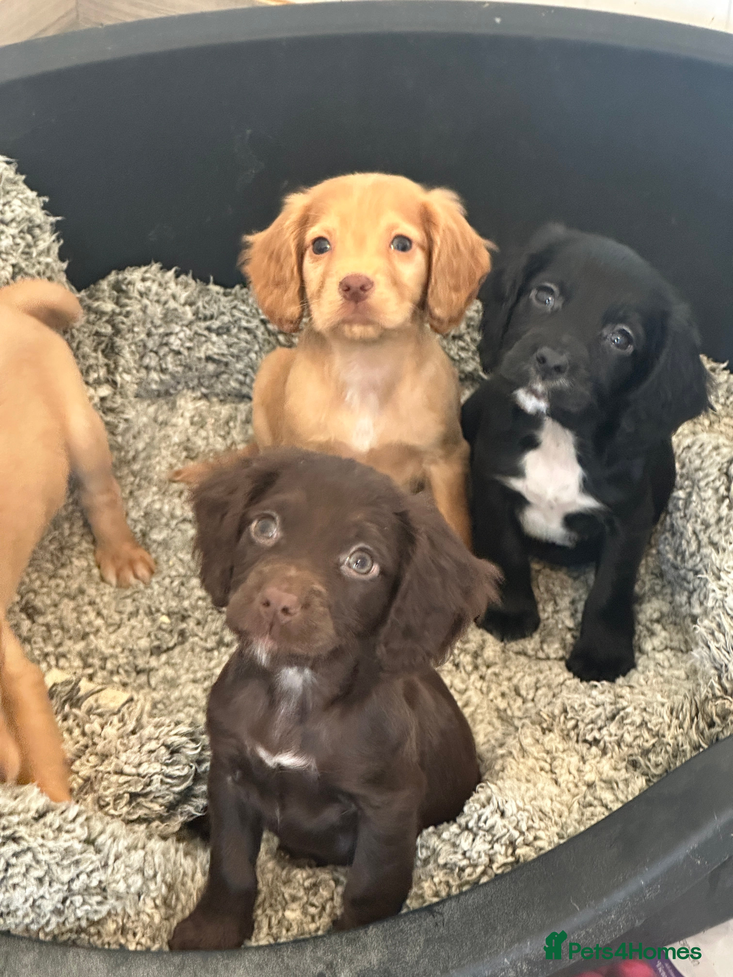 Cocker Spaniel dogs 1,300 - Advert 15