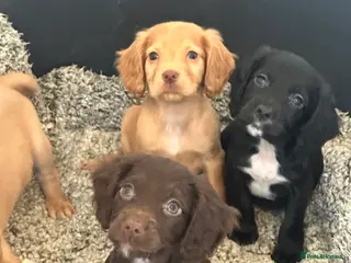 Cocker Spaniel dogs 1,300 - Advert 15
