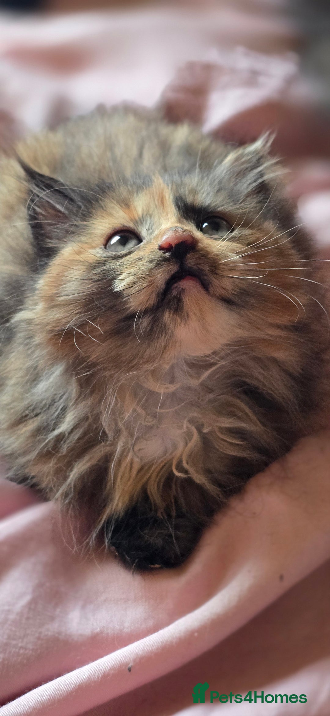 LaPerm cats for sale: 2 male Laperm mix kittens, curly haired - Advert 4