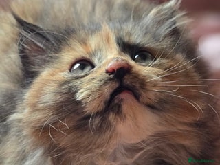 LaPerm cats 8 Laperm mix kittens, curly & long-haired - Advert 1