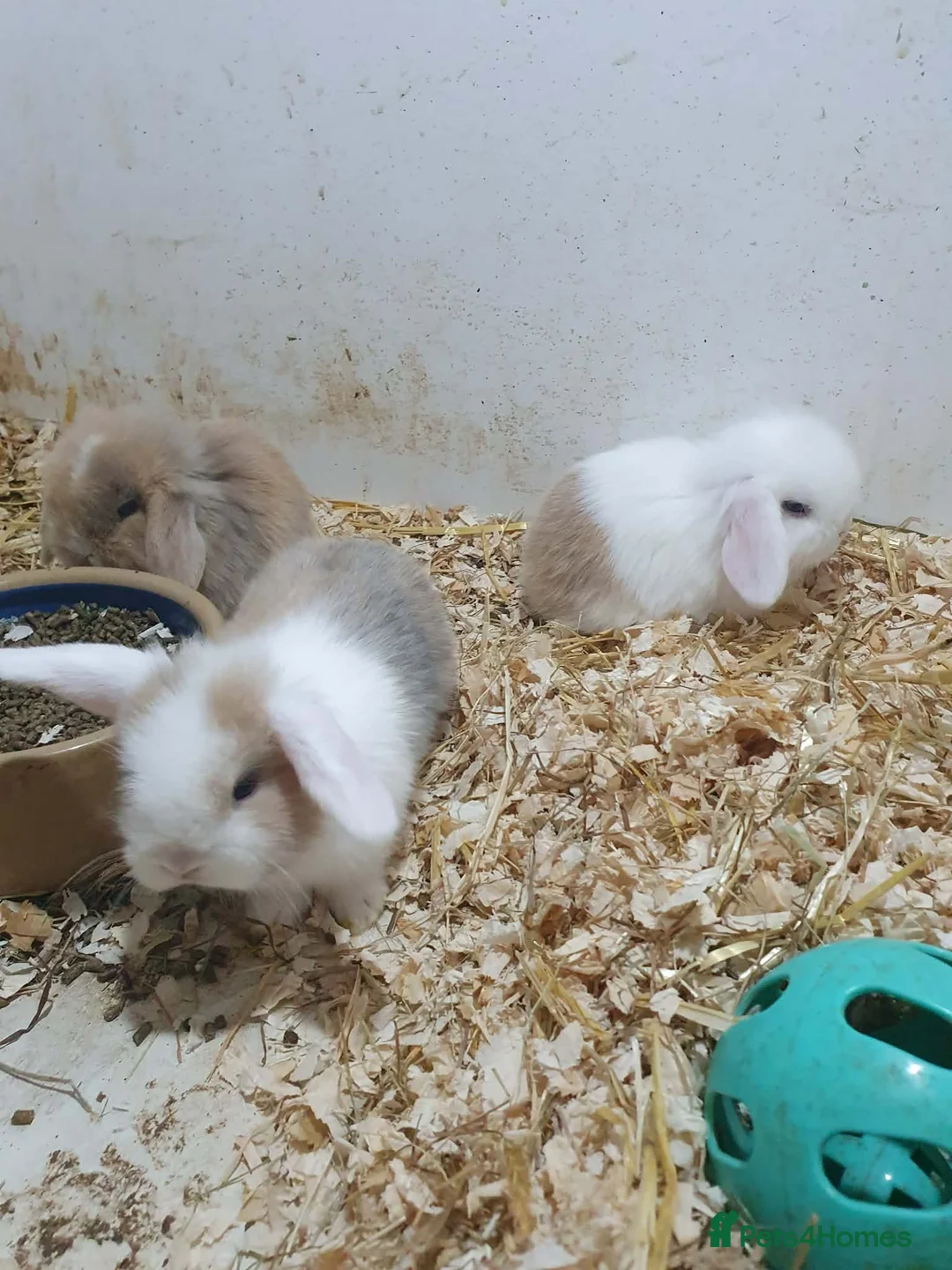 Mixed Breed rabbits for sale: Lion Lop x Vienna Lop Pet Bunnies  in Durham - Advert 4