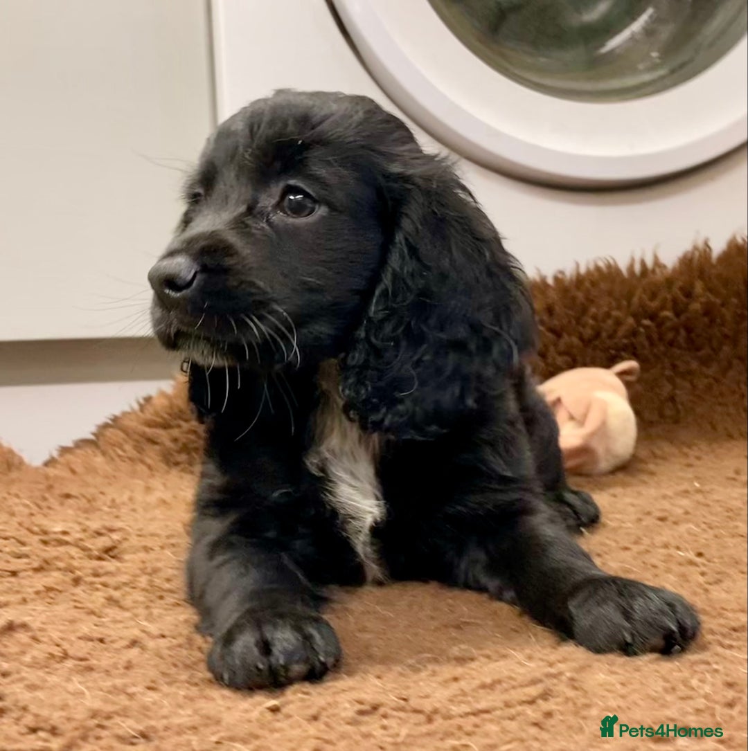 Cocker Spaniel dogs for sale: Cocker Spaniel puppies - Image 13
