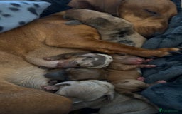 Miniature Dachshund dogs for sale: 3 dashund for sale  in Bolton - Image 7