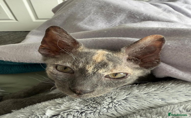 Devon Rex cats - Advert 4