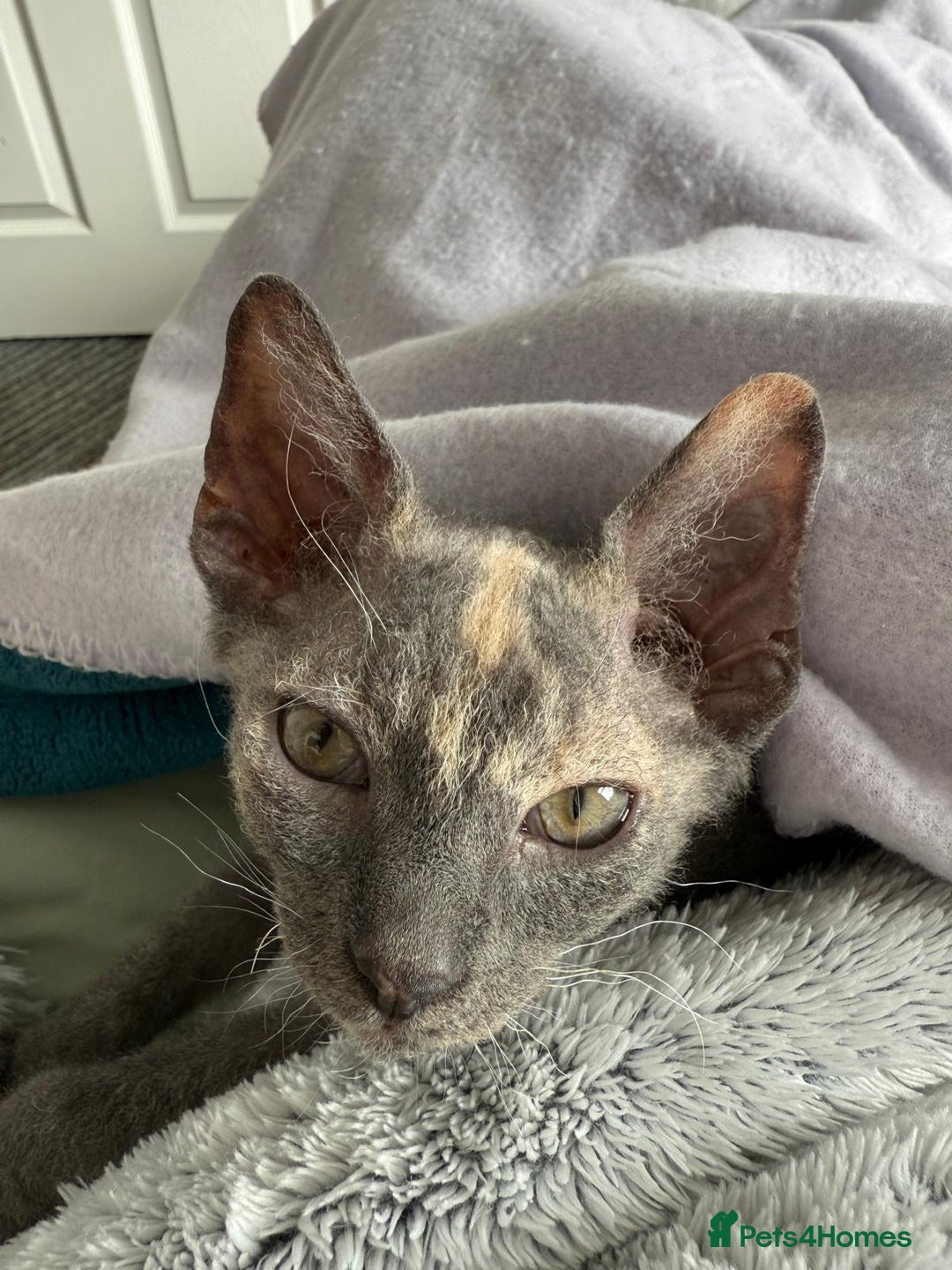 Devon Rex cats for sale: Devon Rex  - Image 1