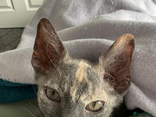 Devon Rex cats - Advert 8