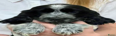 Cocker Spaniel 1