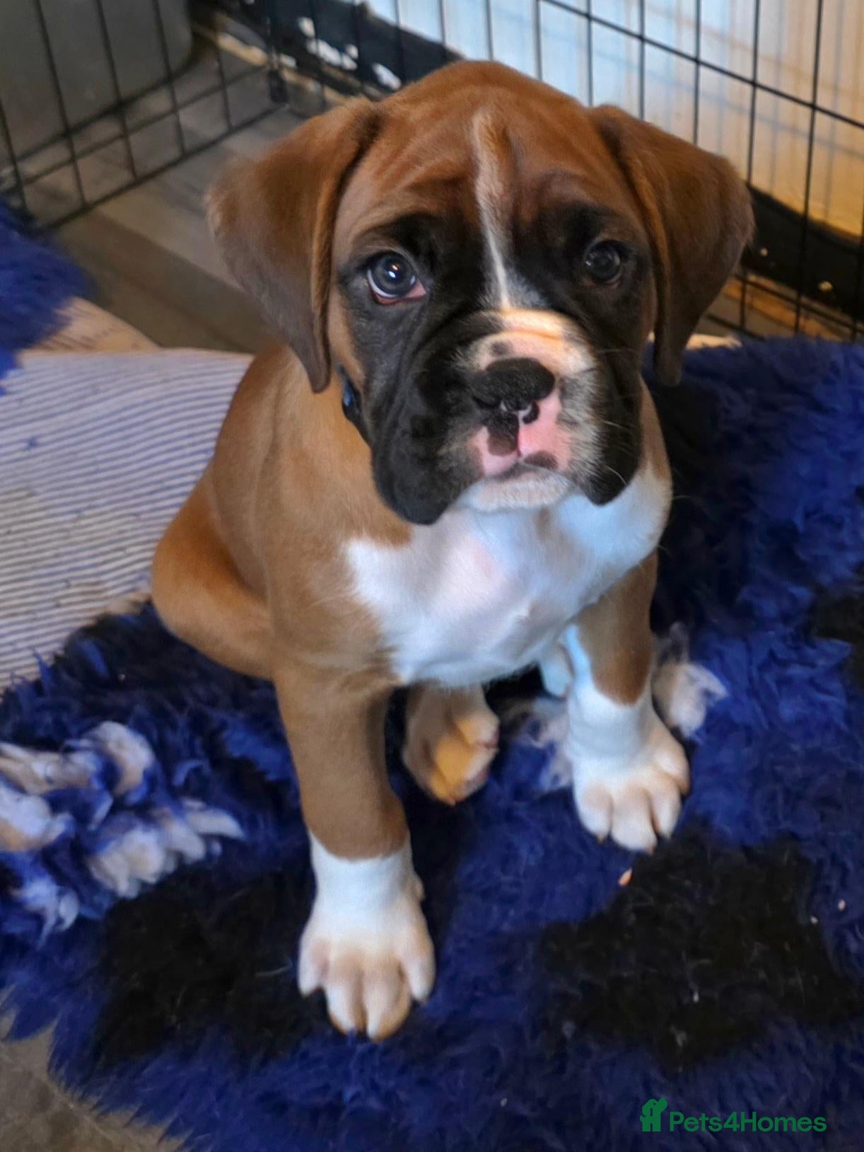 Boxer dogs Beautiful Red & White, chunky boxer puppies - Advert 4