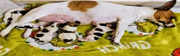 Jack Russell dogs for sale: Jack russell puppies  - Advert 1