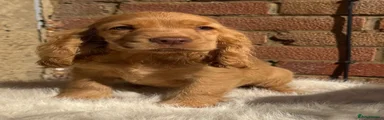 Cocker Spaniel 4