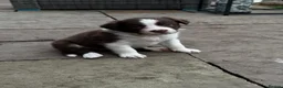 Border Collie dogs for sale: Beautiful Border Collie Puppies Available For Sale in Reading - Advert 5